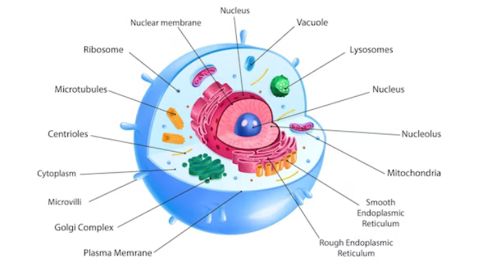 HKDC1 Protein Vital in Sustaining Two Subcellular Structures – Mitochondria and Lysosomes