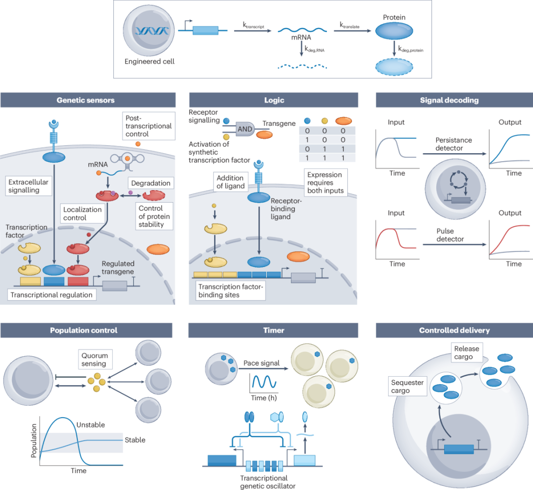 Combining Bioelectronics With Cell-Based Synthetic Biology